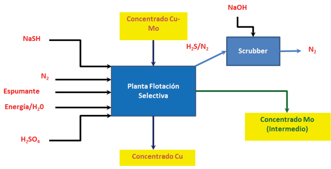 Representación esquemática de una planta de moly.